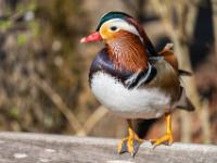 Mandarinente Männchen